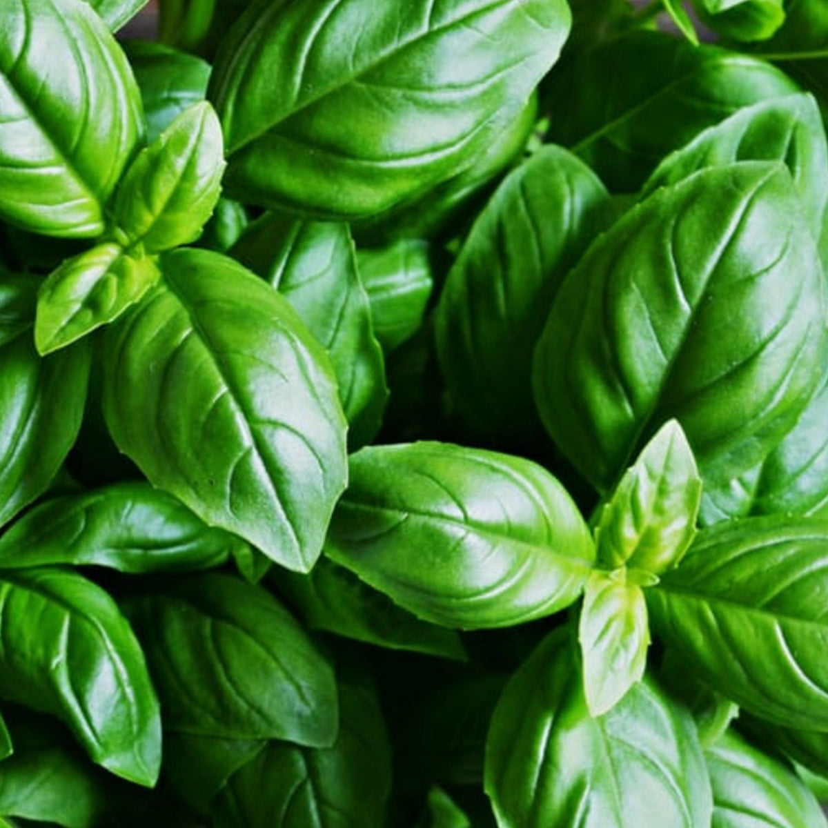 Basil - Organically Grown – Rita's Farm Produce