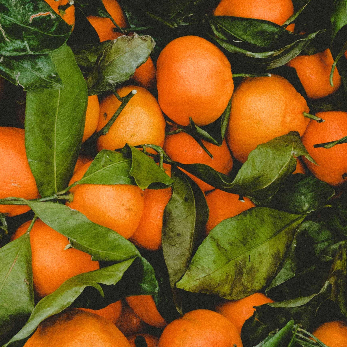 Oranges NET [3kg] Certified Organic Rita's Farm Produce