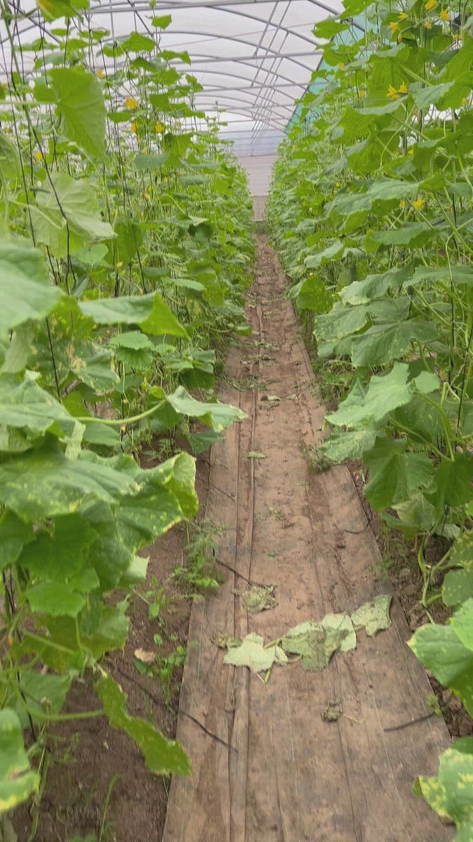 Medium Organic Box Rita's Farm Produce